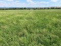 Luzerne-Rotklee-Gras-Bestand