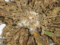 Abb. 5: Im Wurzelhals und in den oberen Bodenschichten um die befallenen Pflanzen sind weißes Myzel und die Sklerotien zu finden. Quelle: LfL, Irene Jacob