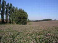 Rotklee zur Saatguterzeugung in der Blüte