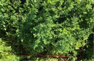 0,5 m² großer Messbereich der Praxisfläche (Luzerne)
