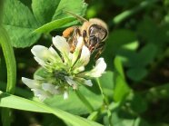 Weißkleeblüte mit Biene