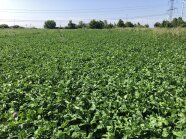 Kleegrasmischung in der Demoanlage in Nauen