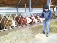 Landwirt Tobias Volkert steht im Stall bei seinen Fleckvieh-Rindern.