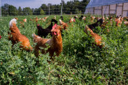 Hühner im Auslauf mit Luzerne. Quelle: Tony Campbell/Adobe Stock.