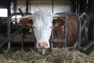 Rind im Stall_Oberhofer