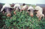 Schweine mit Kleegras ©BLE, Bonn/Foto: Dominic Menzler