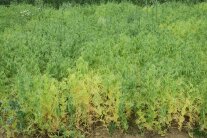 Ein Erbsenbestand mit Anzeichen für Leguminosenmüdigkeit