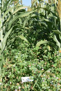 Ein Foto von einem Mischbestand aus Rotklee und Sorghum