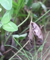 Abgeknickter Rotkleestängel durch Anthracnose