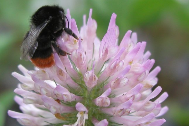 Steinhummel auf einer Rotkleeblüte