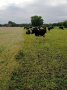Kühe auf dem Weide-Streifen